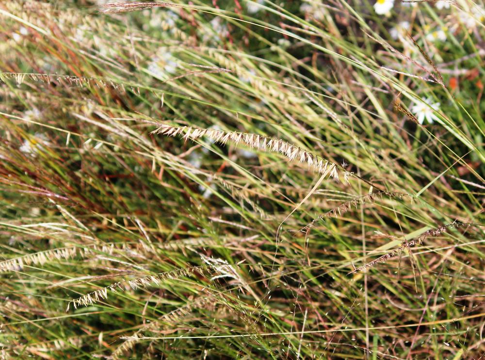 Photo of Sideoats Grama Grass (Bouteloua curtipendula) uploaded by LindaTX8