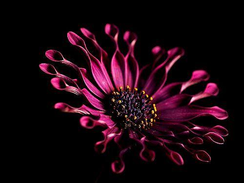 Photo of African Daisy (Osteospermum 'Pink Whirls') uploaded by SongofJoy