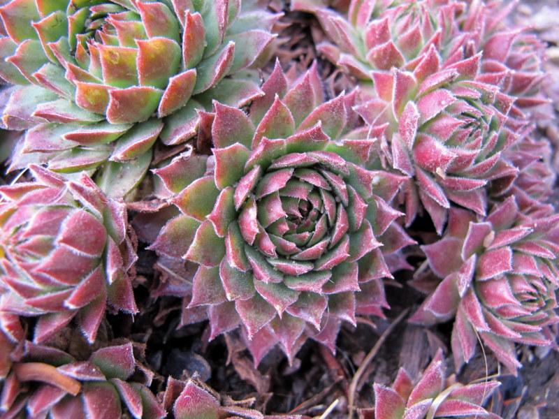 Photo of Hen and Chicks (Sempervivum 'T'Pol') uploaded by goldfinch4