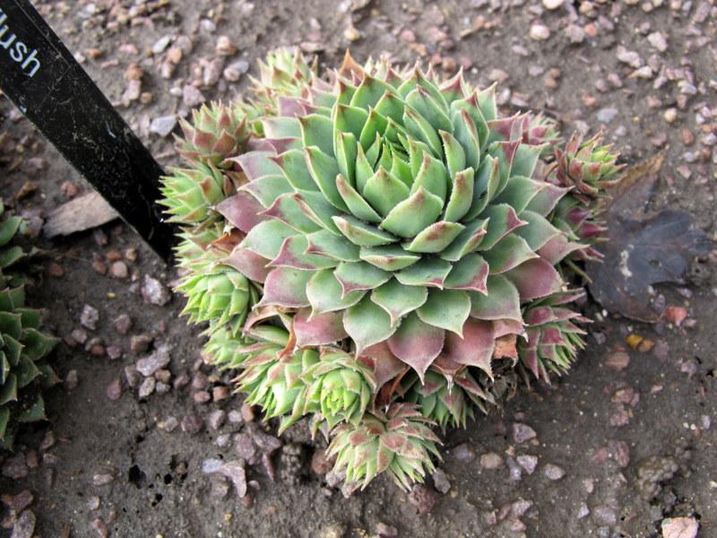 Photo of Hen and Chicks (Sempervivum 'Red Flush') uploaded by goldfinch4