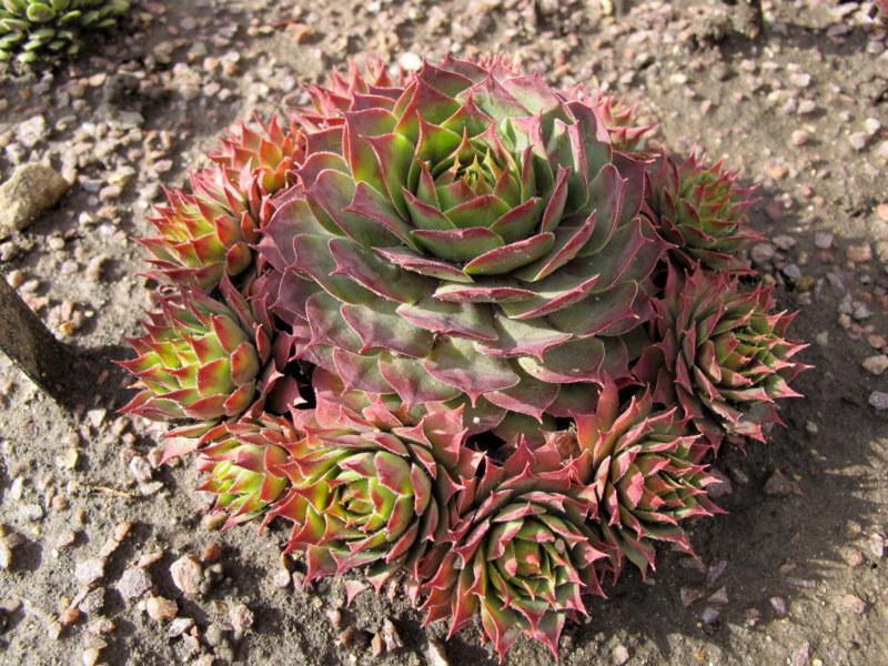 Photo of Hen and Chicks (Sempervivum 'Fuego') uploaded by goldfinch4