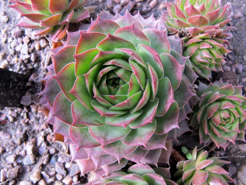 Photo of Hen and Chicks (Sempervivum 'Westerlin') uploaded by goldfinch4