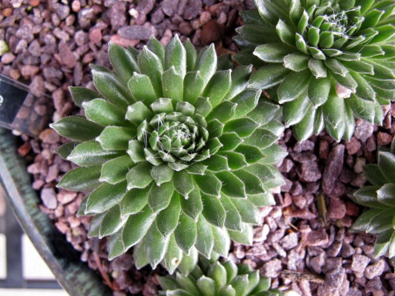 Photo of Hen and Chicks (Sempervivum 'Mike') uploaded by goldfinch4