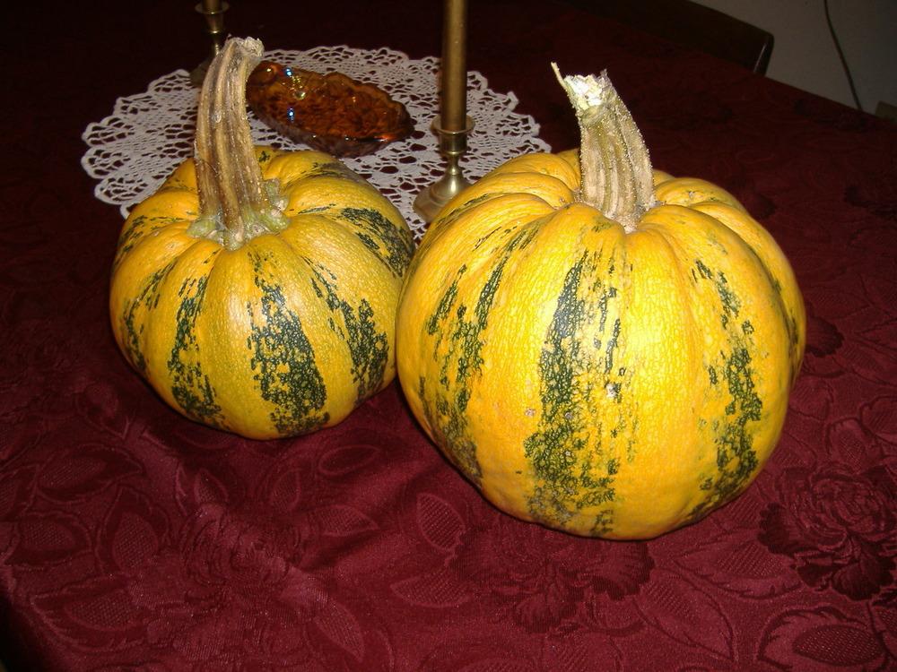 Photo of Pumpkin (Cucurbita maxima 'Tonda Padana') uploaded by tveguy3
