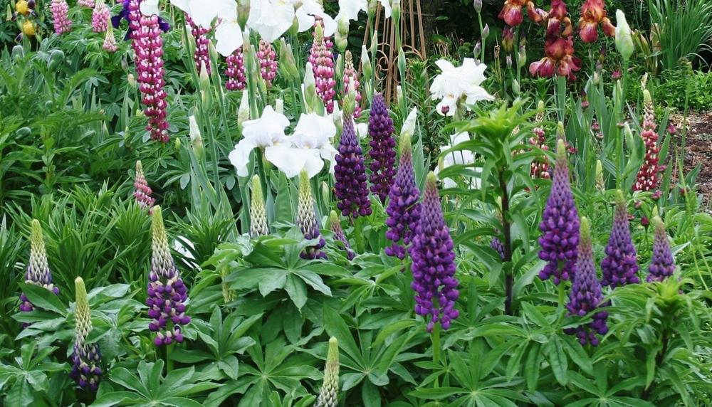 Photo of Russell Lupine (Lupinus regalis) uploaded by 4susiesjoy