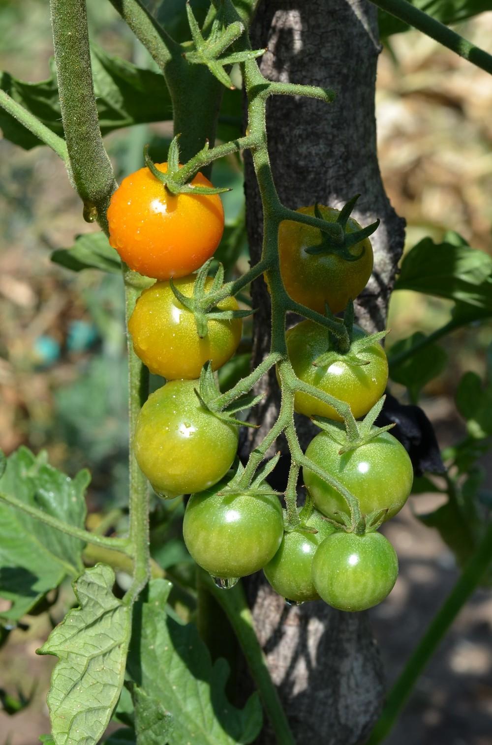 Photo of Tomato (Solanum lycopersicum 'Sungold') uploaded by Anne