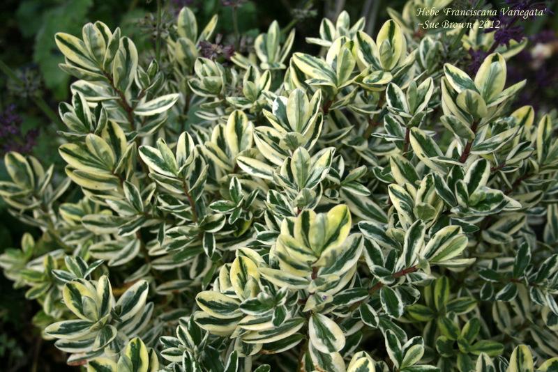 Photo of Hebe (Veronica x franciscana 'Variegata') uploaded by Calif_Sue