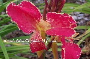 Photo of Canna 'Annjee' uploaded by Joy