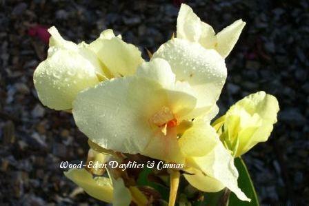 Photo of Canna (Canna x generalis 'Alsace') uploaded by Joy