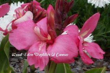 Photo of Canna Lily (Canna x generalis 'Tropical Rose') uploaded by Joy