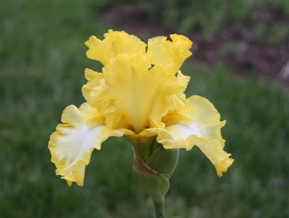 Photo of Tall Bearded Iris (Iris 'Beauty Becomes Her') uploaded by KentPfeiffer