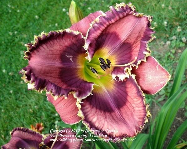 Photo of Daylily (Hemerocallis 'God Save the Queen') uploaded by Seedsower