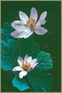 Photo of Bloodroot (Sanguinaria canadensis) uploaded by SongofJoy
