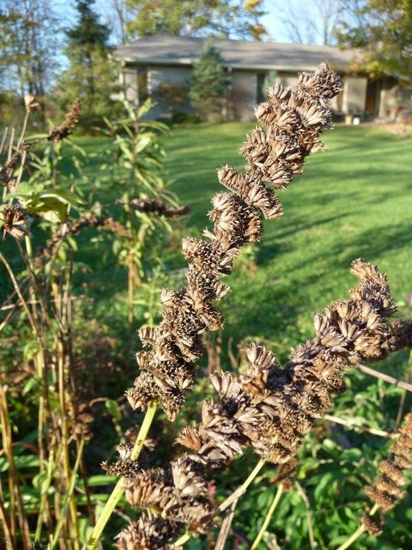 Photo of White Giant Hyssop (Agastache micrantha) uploaded by gardengus
