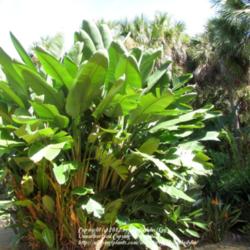 Location: Washington Oaks State Park, Palm Coast, Florida
Date: 2012-10-22 
Strelitzia nicolai with Strelitzia reginae at bottom right.
