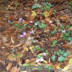 Location: Pacific Northwest, zone 8
Date: Oct 22, 2012 
Patch of cyclem in the woodland.