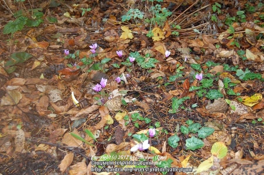 Photo of Hardy Cyclamen (Cyclamen hederifolium) uploaded by valleylynn