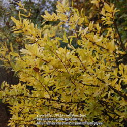Location: Pacific Northwest, zone 8
Date: Oct 22, 2012 
Fall color