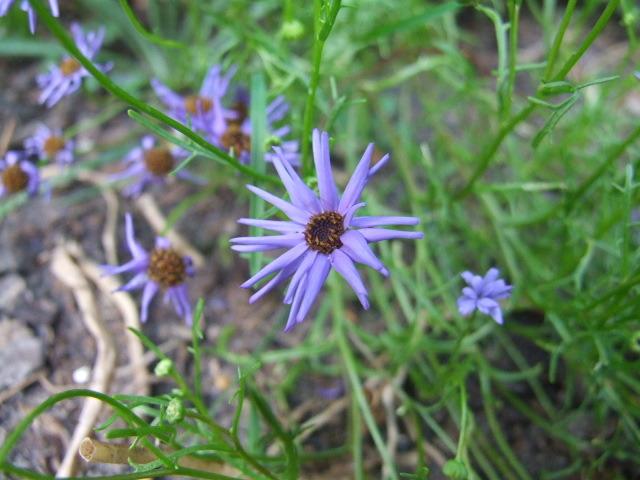Photo of Swan River Daisy (Brachyscome iberidifolia 'Blue Star') uploaded by Anne