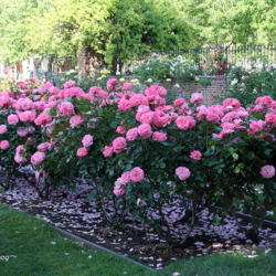 Location: San Jose Municipal Rose Garden
Date: 2009-05-07