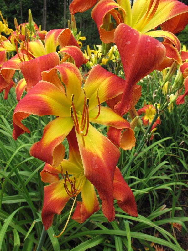 Photo of Daylily (Hemerocallis 'What's Up Down South') uploaded by Calif_Sue