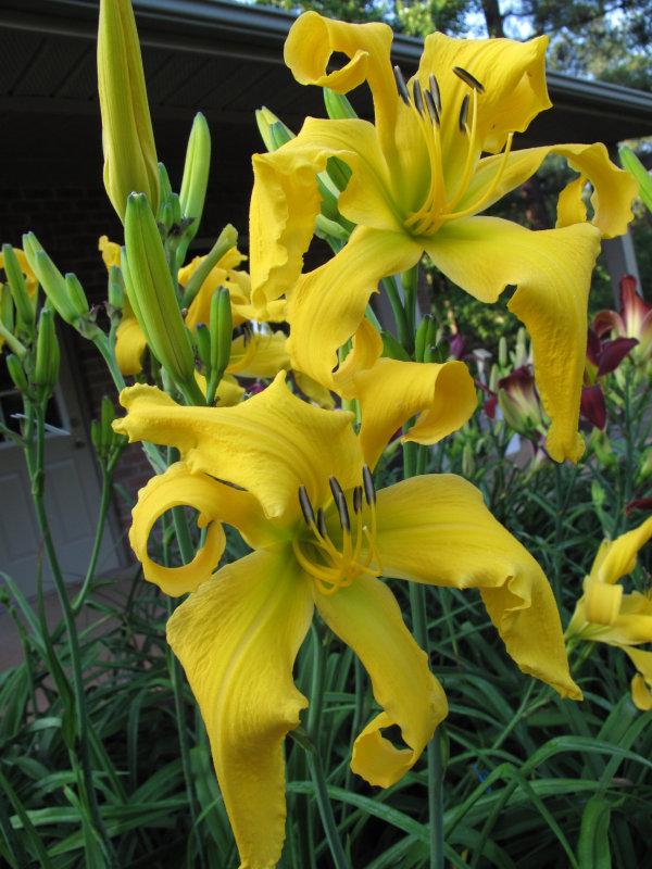 Photo of Daylily (Hemerocallis 'Wiggly Piggly') uploaded by Calif_Sue