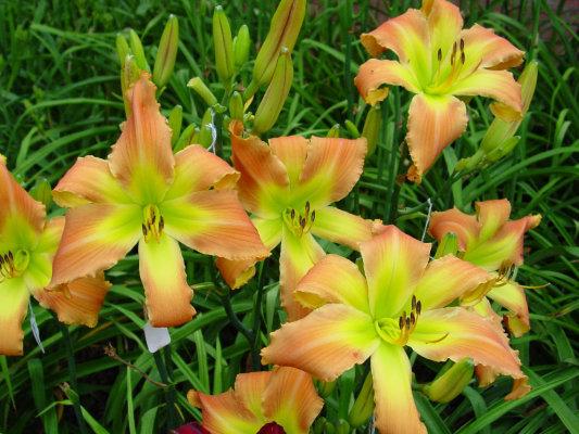 Photo of Daylily (Hemerocallis 'Mean Green') uploaded by Calif_Sue