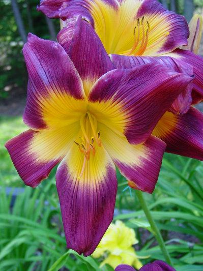 Photo of Daylily (Hemerocallis 'We are the Champions') uploaded by Calif_Sue