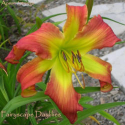 
Photo Courtesy of Fairyscape Daylilies. Used with Permission