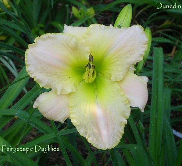 Photo of Daylily (Hemerocallis 'Dunedin') uploaded by Joy