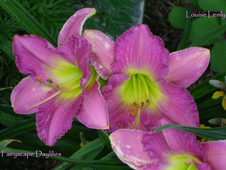 Photo of Daylily (Hemerocallis 'Louise Lemly') uploaded by Joy