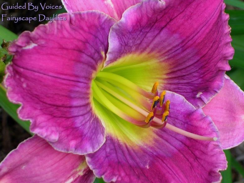 Photo of Daylily (Hemerocallis 'Guided by Voices') uploaded by Joy