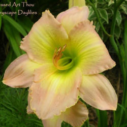 
Photo Courtesy of Fairyscape Daylilies. Used with Permission