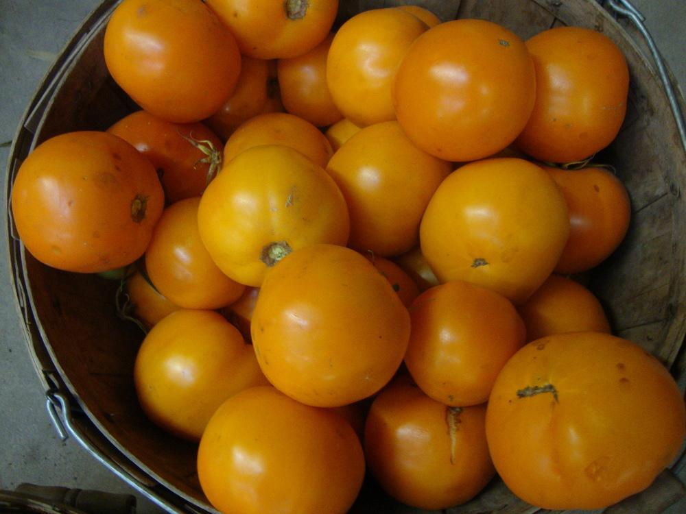Photo of Tomato (Solanum lycopersicum 'Orange Wellington') uploaded by Paul2032