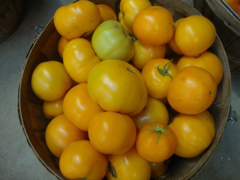 Photo of Tomato (Solanum lycopersicum 'Orange Wellington') uploaded by Paul2032