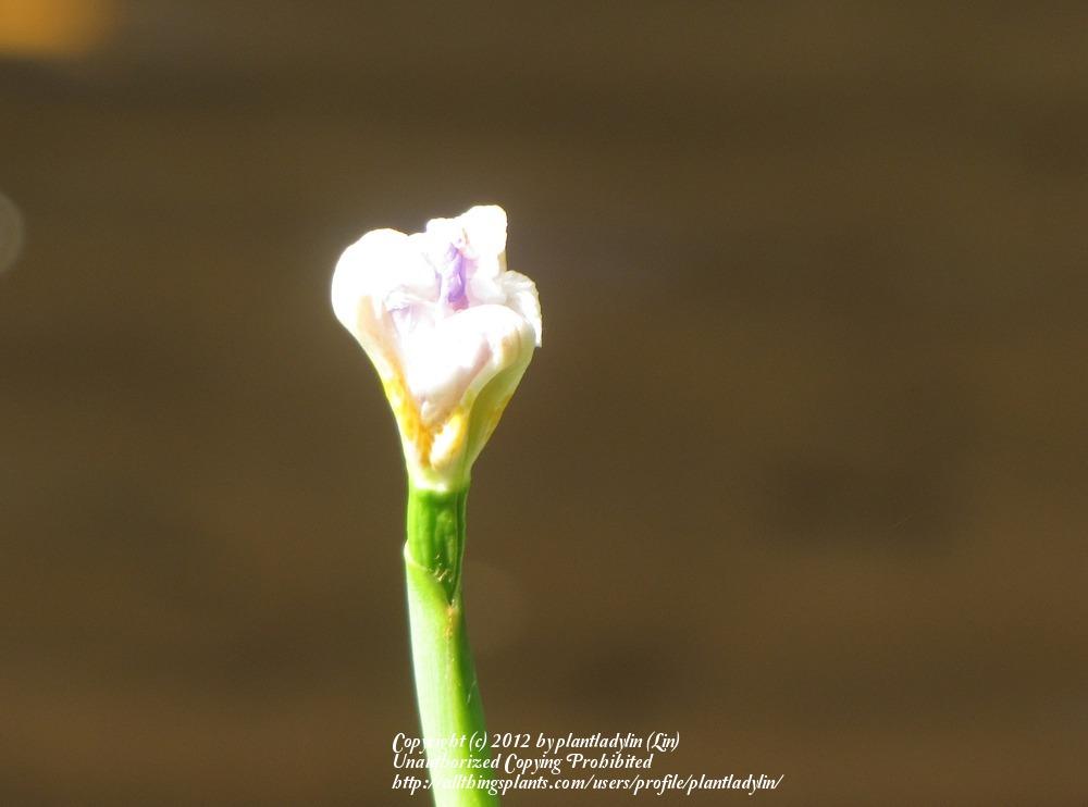 Photo of Butterfly Iris (Dietes grandiflora) uploaded by plantladylin