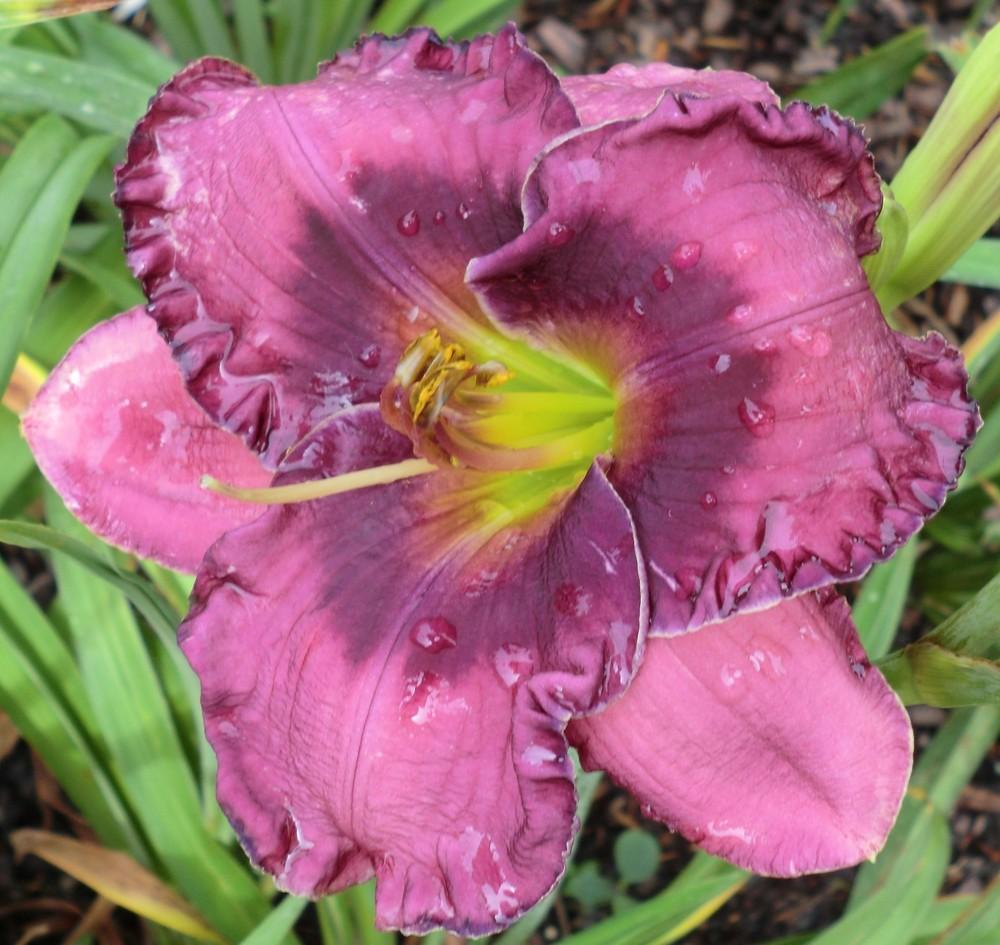 Photo of Daylily (Hemerocallis 'Westbourne a Fox in Every Hen House') uploaded by Ditchlily
