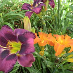 Location: Taken in my garden
Date: 2011-06-12
Westbourne Dad Kirby's Purple Tie and Primal Scream