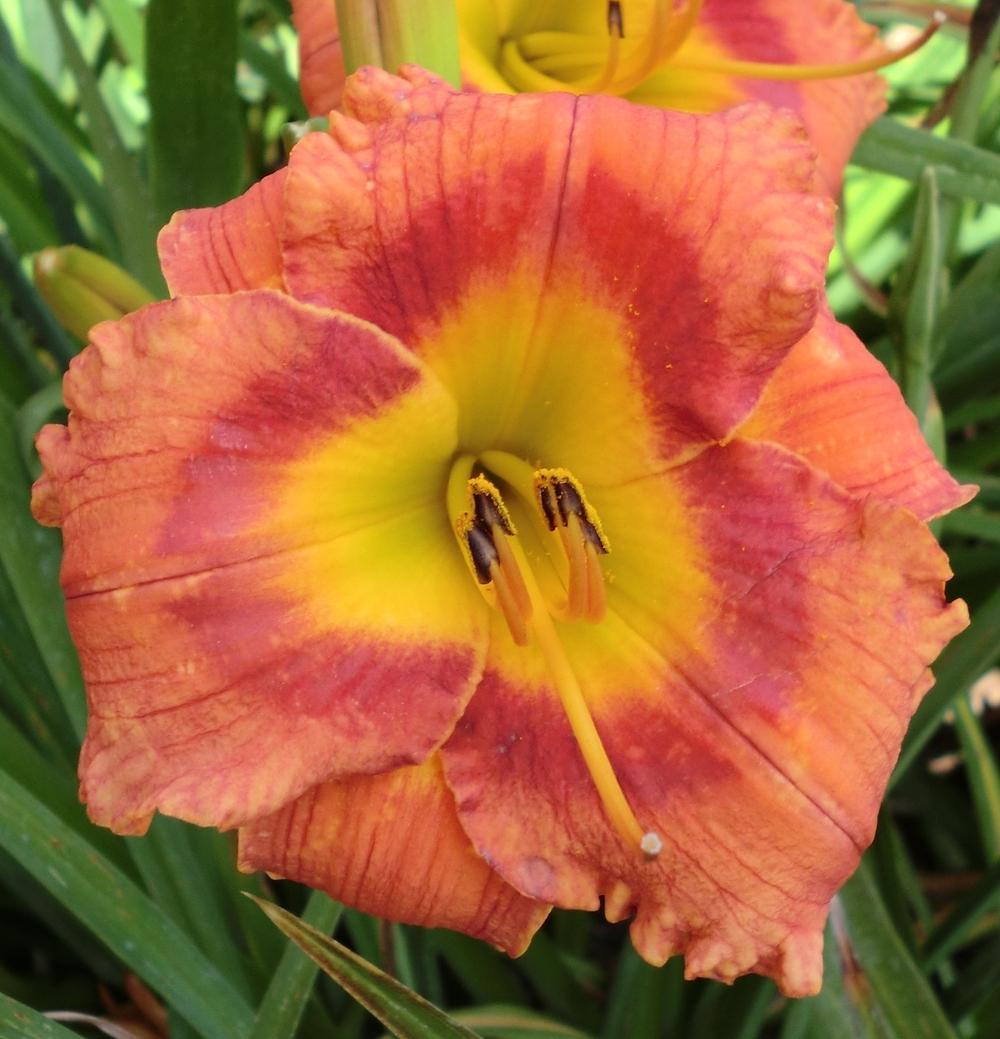Photo of Daylily (Hemerocallis 'Westbourne Fireside Chats') uploaded by Ditchlily