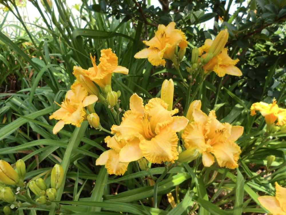 Photo of Daylily (Hemerocallis 'Spacecoast Small Talk') uploaded by Ditchlily