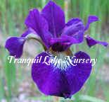 Photo of Siberian Iris (Iris 'Teal Velvet') uploaded by Joy