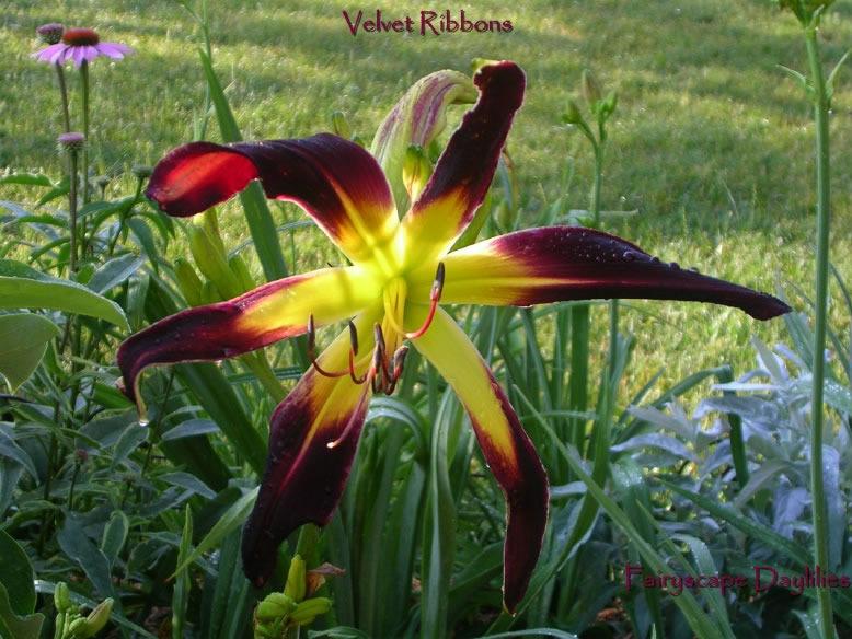 Photo of Daylily (Hemerocallis 'Velvet Ribbons') uploaded by Joy