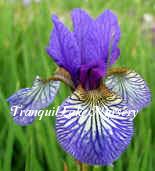 Photo of Siberian Iris (Iris 'Shaker's Prayer') uploaded by Joy