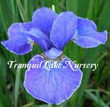 Photo of Siberian Iris (Iris 'Silver Edge') uploaded by Joy