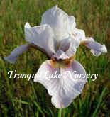 Photo of Siberian Iris (Iris 'Augury') uploaded by Joy