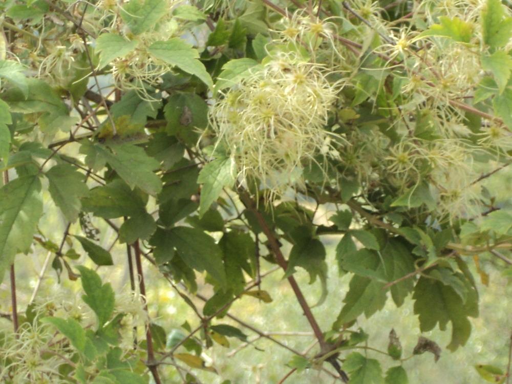 Photo of Clematis (Clematis vitalba) uploaded by KAMasud