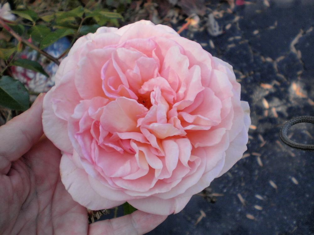 Photo of Rose (Rosa 'Abraham Darby') uploaded by SongofJoy