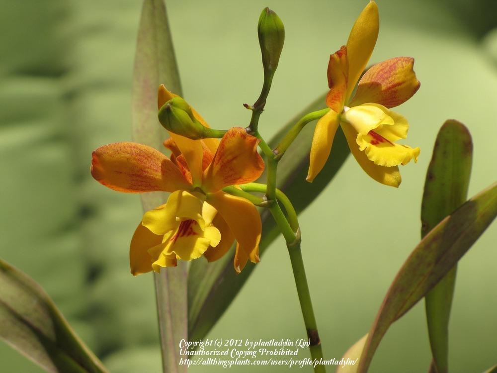 Photo of Orchid (Louiscappeara Queen Adelia 'Kiilani') uploaded by plantladylin