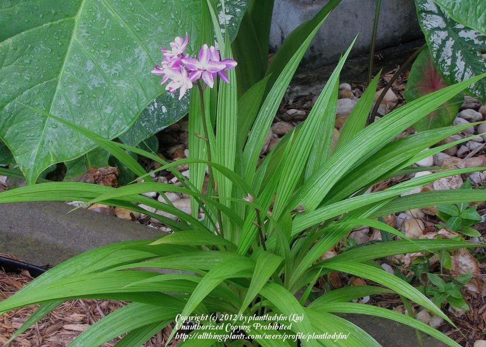 Photo of Philippine Ground Orchid (Spathoglottis plicata) uploaded by plantladylin