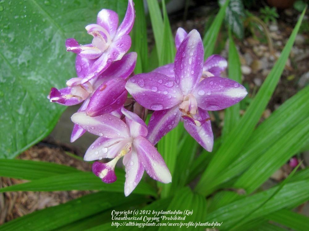Photo of Philippine Ground Orchid (Spathoglottis plicata) uploaded by plantladylin